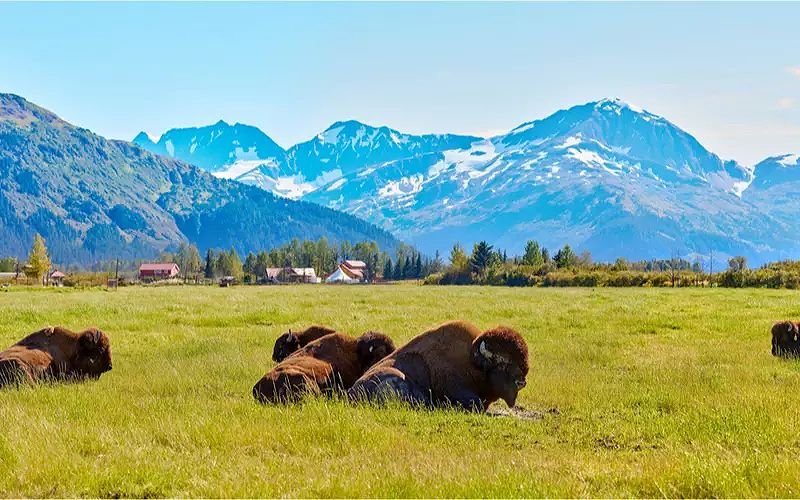 Bison at Alaska Wildlife Conservation Center