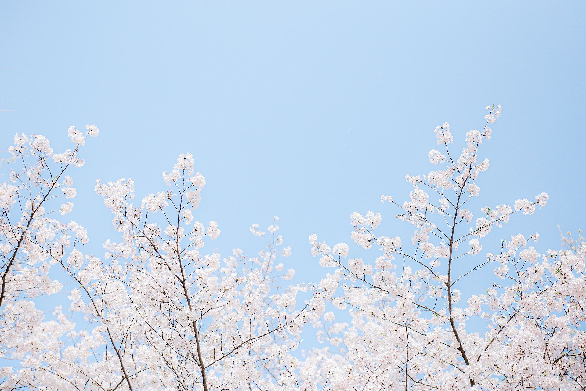 Cherry blossoms against a blue sky in Korea