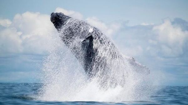 Humpback whale breaching in the waters of Gorgona island, Colombia