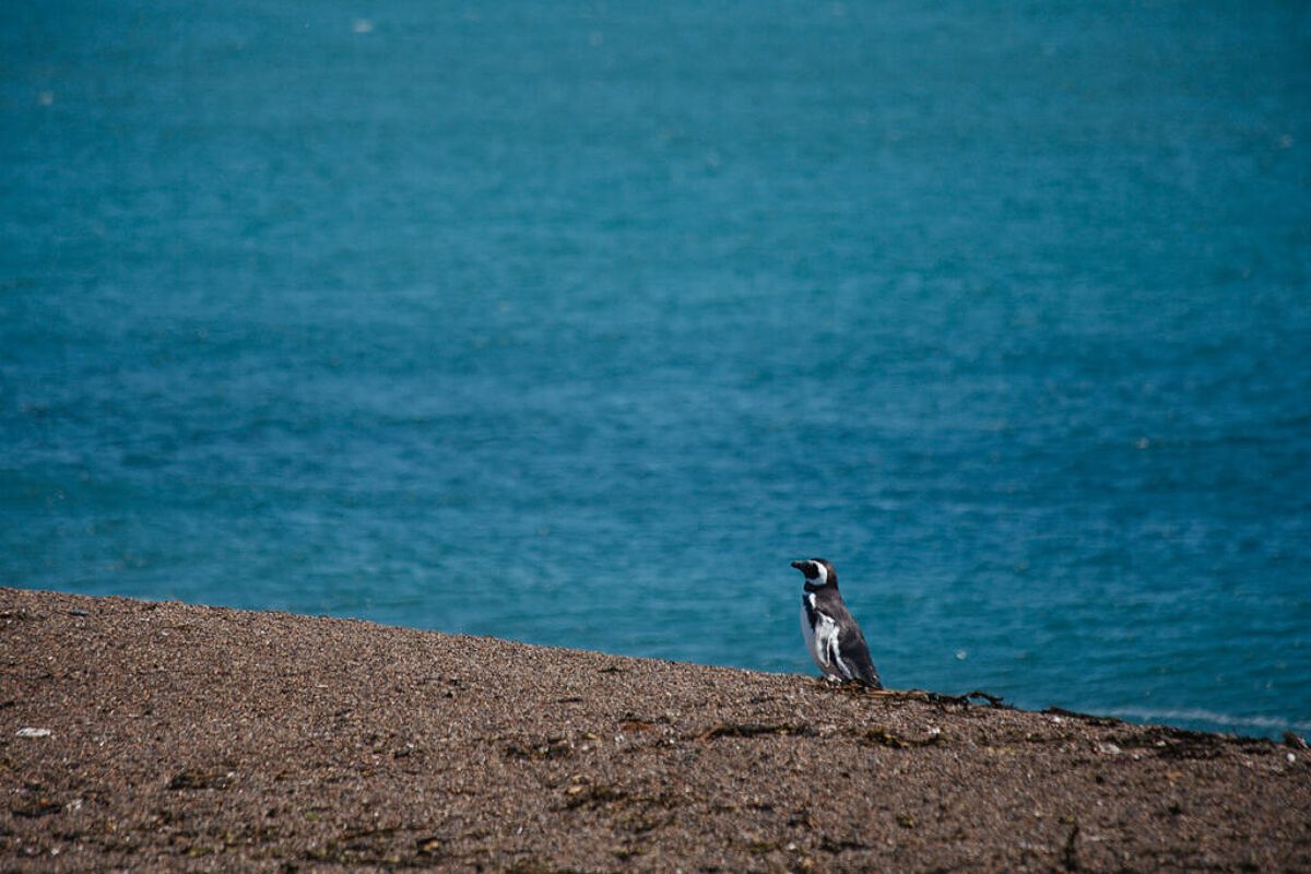 Penguin on the beach in Peninsula Valdés