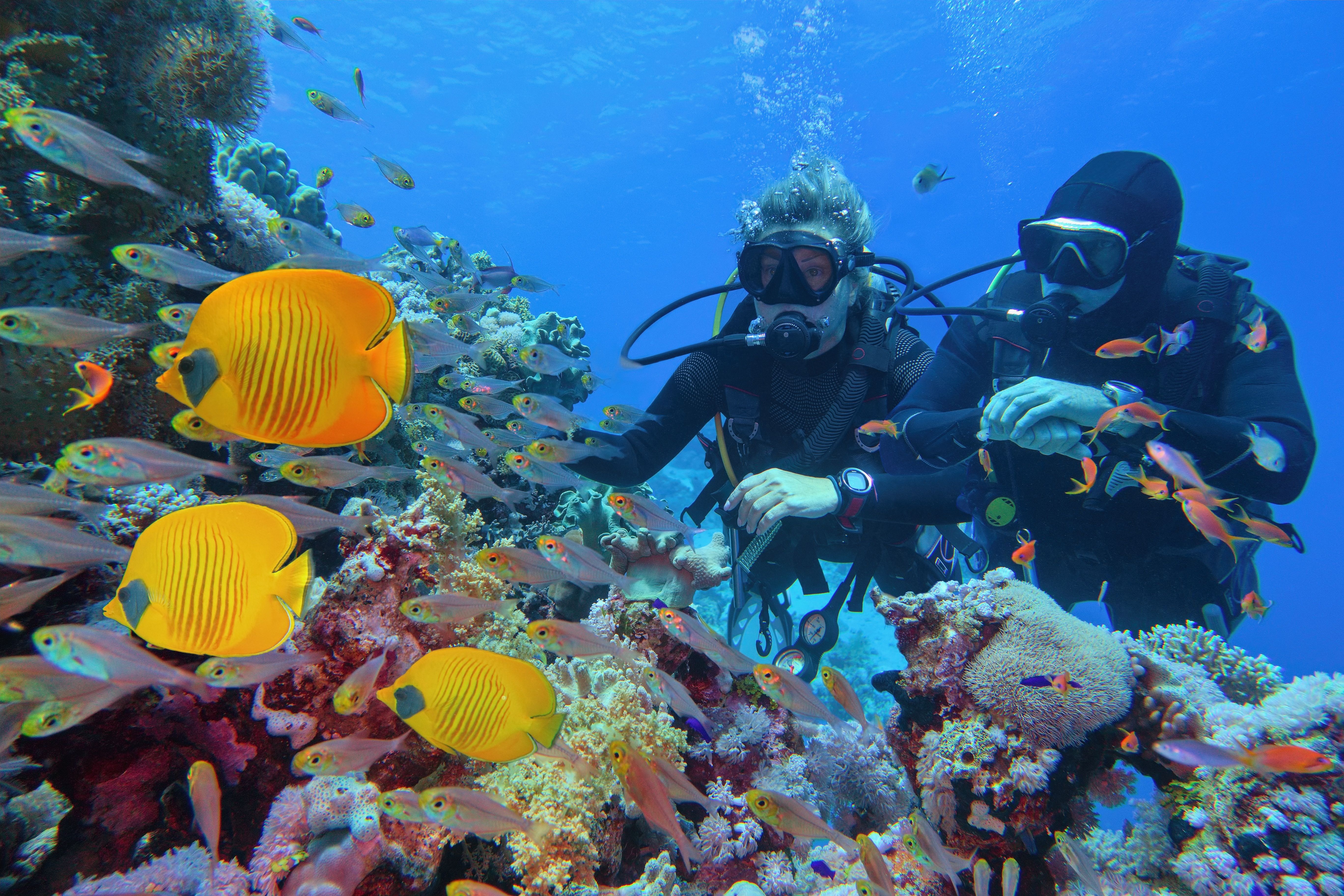 Scuba divers on a reef at Marsa Alam